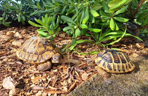 Apartman dida Jakov - Foto 31