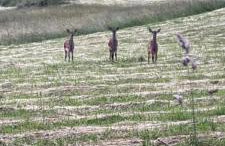 Panorama Sucha Góra - Foto 33