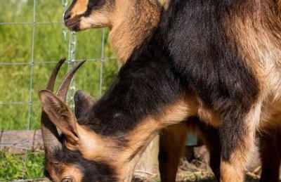 The Cottage at Highland Farms - Foto 33