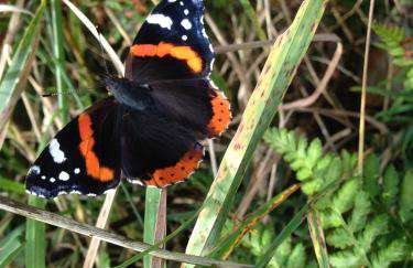 Danygraig Cottage - Foto 16