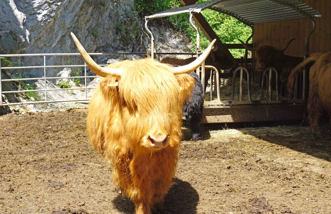 Urgbach Apart - Foto 26