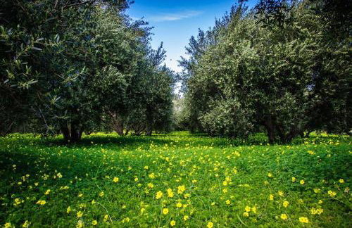 Carissa house in Crete - Foto 40