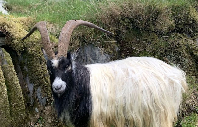 Cottage Dinorwig, get Away From it all - Foto 28