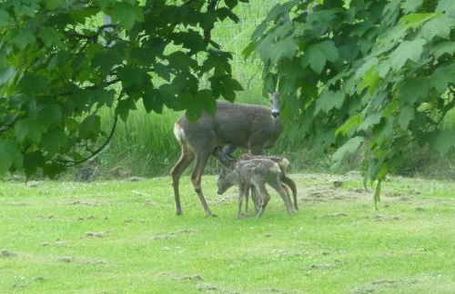 Parkmore Holiday Cottages - Foto 19