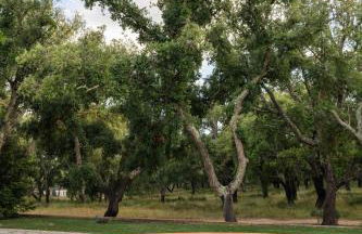 Herdade do Peru Casa dos Netos - Foto 38