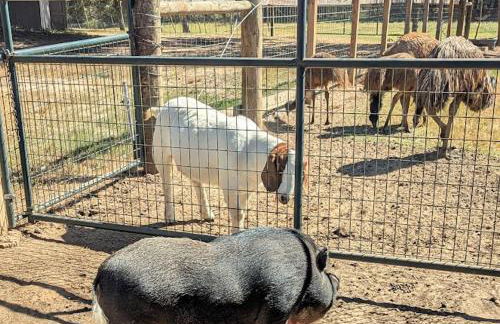 Gerrie's Place at Figment Ranch Foundation Animal Sanctuary near Round Top Texas - Foto 31