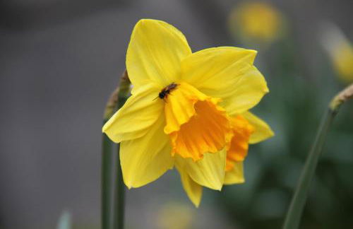 Ferienhaus am Neuklostersee - Foto 8
