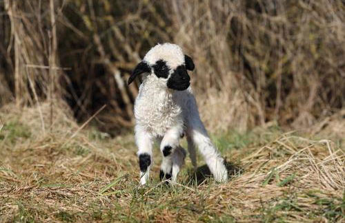 Pferdepension Jäger - Foto 15