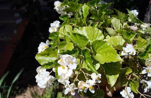 VILLA FALCONERA APARTAMENTS, GANDIA a las faldas de la montaña RELAX & PETS - Foto 58