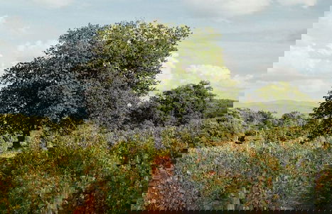 La Cerreta - Terme di Sassetta - Foto 35