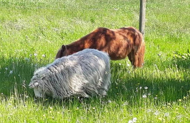 Appartement Landhaus Markus, Suderschwei - Foto 23