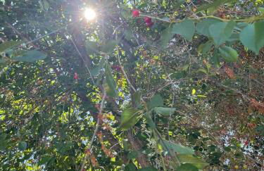 Villa Syria - Monopoli - Foto 26