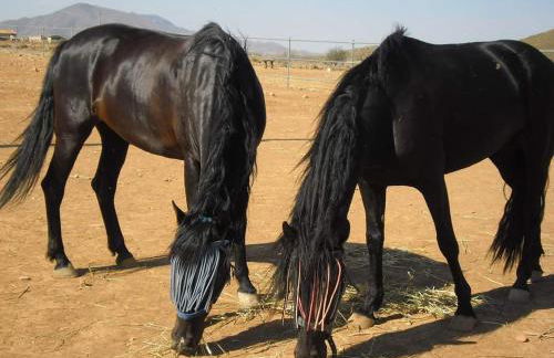 Los Rubiales - Andalusian self catering apartments with pool - Foto 24