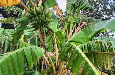 Casa indipendente Roque Vista al mar con parking gratuito - Photo 28