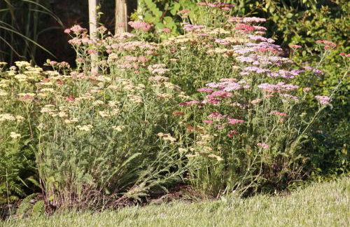 U Aptekarzy - Foto 25