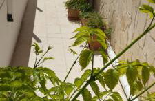 Fay's House - Foto 17