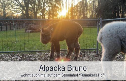 Meine Schule Sehlingen, Familien & Generations Landurlaub, Freunde & Team-Auszeit, Workation, Sauna, Ruhe & Erholung, Niedersachsen, Verden, Hamburg, Bremen, Lüneburger Heide, Heide Park 38 km , Serengeti Park 39 km, Weltvogelpark 22 km - Foto 31