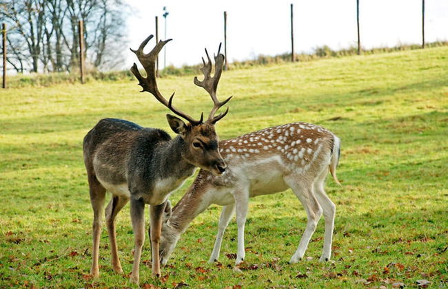 Renovated Mill in Bastogne Near Waterfall - Photo 31