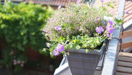 FeWo Elbdeichliebe - Foto 4