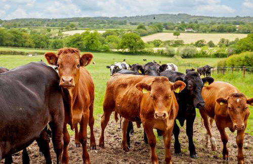 4 Bed in Combe St. Nicholas 83501 - Foto 27