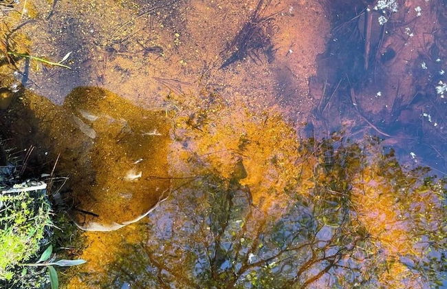 Fish Tails - Photo 17