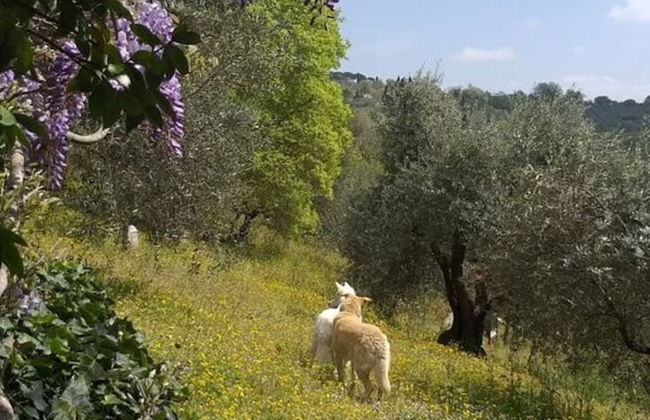 Casa Juliana Comfortable Holiday Residence - Photo 7