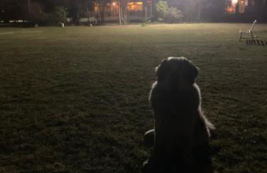 Agriturismo il Podere Vedelago con San Bernardo, Alpaca e una Pentola di cose da scoprire - Foto 17