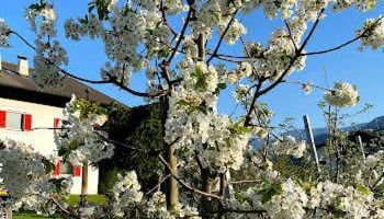 Appartements Kreuzwegerhof - Photo 3, Garden, Garden view