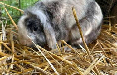 Le Perchoir Gîte de charme dans château -SPA- - Foto 29