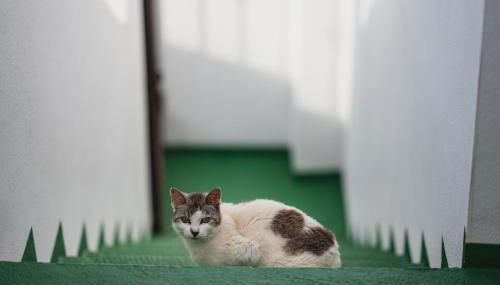 La Cábala del Draguillo - Foto 5