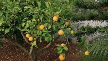 Villa Maricetta - Foto 5, Garden