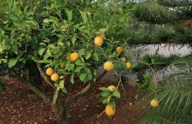 Villa Maricetta - Foto 5