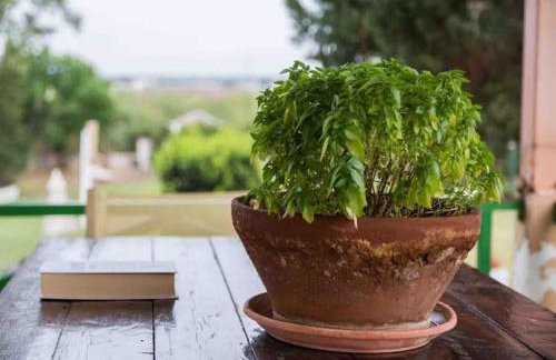 Strofilia Farm House, Kalogria! The Sea, The Forest, The Sun - Foto 77