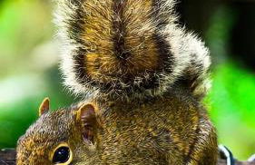 Chalé Centro de Monte Verde - Foto 77