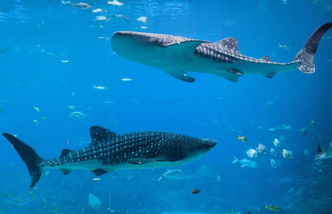 Entrada al Acuario de Georgia - Foto 6