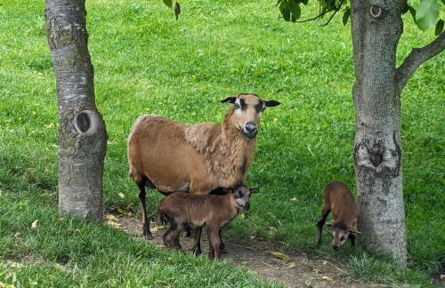Ferienwohnung Goasnstoi - mit HotTub und Bergblick im Inntal - Foto 25