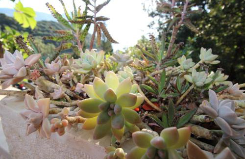 Apartment Ružica - Foto 16