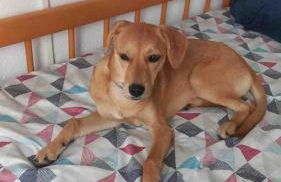 Frente ao Mar Living Aconchegante pet friendyr - Foto 40