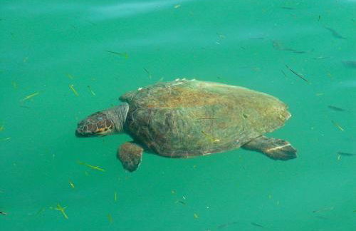 superb villa with private pool peaceful location - Foto 62