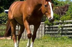 Morthana Shepherd Hut - Foto 12