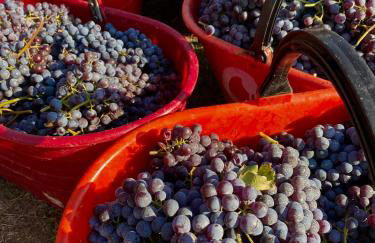 Ca' Barroni - Luxury Agriresort - Foto 52