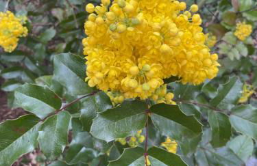 Waldtraum Wandlitzsee - Foto 39