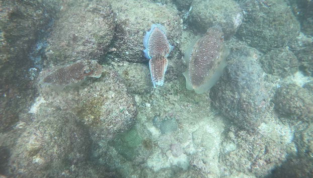 Fauna della barriera corallina di Goda Gala