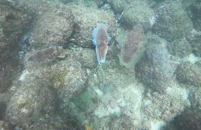 Snorkeling in Hikkaduwa - Foto 6