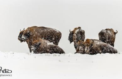 Lipowy Zakątek to miejsce bez gospodarzy i na wyłączność - Foto 30