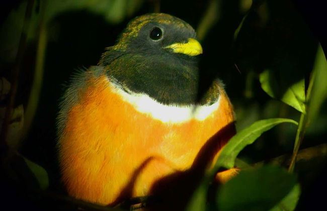 Trekking serale a Oktari Monteverde - Foto 9