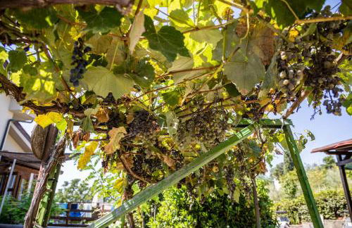 Sole Verde green house - Foto 75