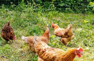 Cosy Cotswolds Retreat near Bath & Castle Combe - Photo 16