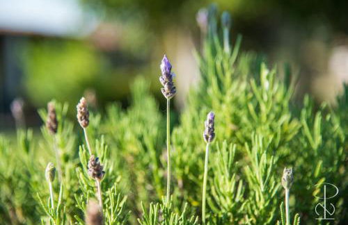 Quinta do Poço Novo - Foto 67