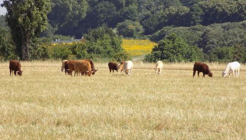 Les Gîtes de Genas - Foto 4
